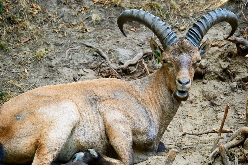 alpine, high angle view, horns, wilderness, nature, capricorn, looking at camera, ibex, 5K, vertebrate, wild, animal wildlife, land, close up, portrait