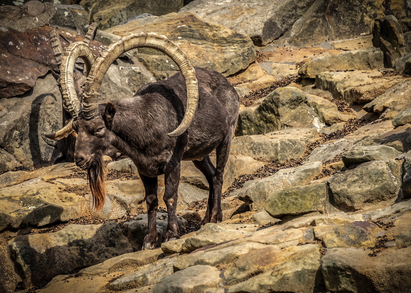 climb, animal themes, horned, outdoors, strong, side view, capricorn, 2K, animal, standing, animals in the wild, one animal, horn, rock - object, herbivorous