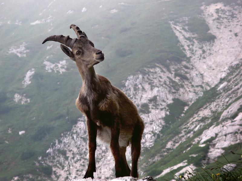 ibex, animal, animal head, beauty in nature, mountain, side, grey, day, 2K, vertebrate, animal themes, animals In The Wild, fauna, capricorn, scenics - nature
