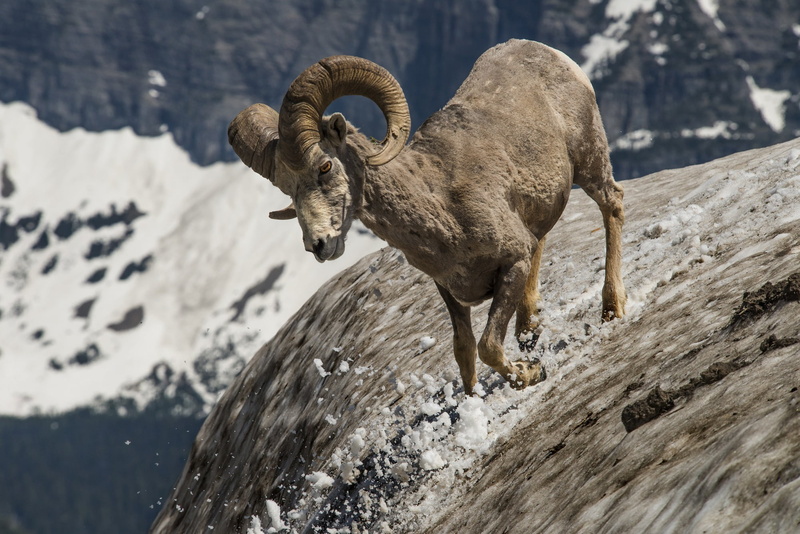 outdoors, bighorn Sheep, profile, motion, cold temperature, goat, animal wildlife, ram, vertebrate, focus on foreground, day, mammal, portrait, animals in the wild