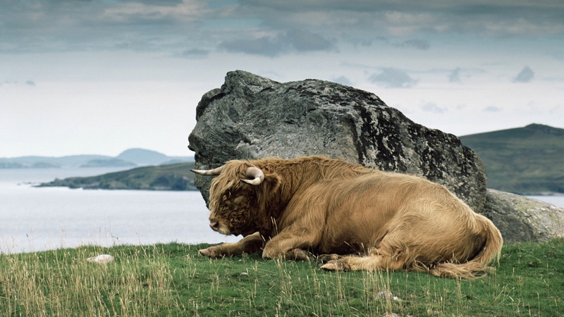 rock, vertebrate, no people, land, sea, animal, grass, animal wildlife, animal themes, relaxation, short, domestic animals, animals, stone, nature, coated