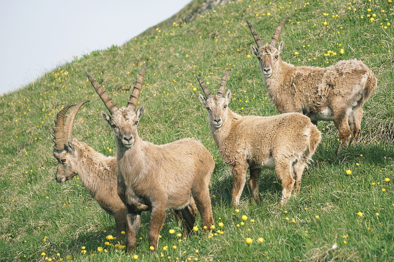 standing, mammal, young animal, group of animals, capricorn, day, meadow, alpine ibex, animal family, ibex, plant, 5K, animal, alpine, tree, ibex mountains