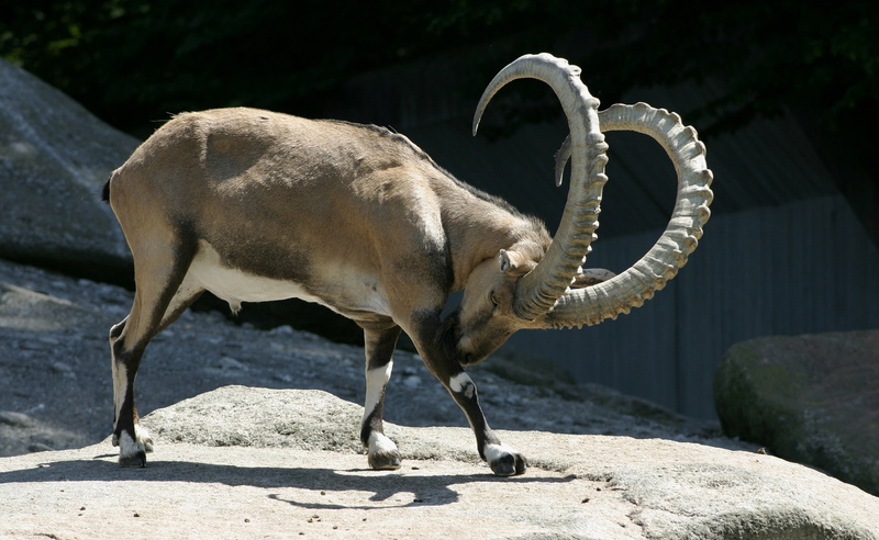 focus on foreground, ibex, sunlight, horned, herbivorous, full length, animal themes, day, shadow, domestic, pets, Animals, mammal, solid, ram, alpine ibex