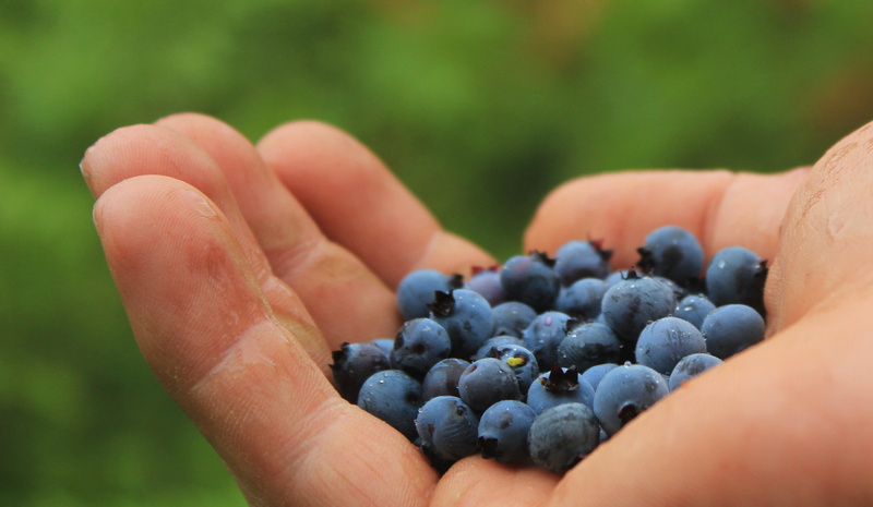 eat, hand, dessert, blue, delicious, body part, holding, healthy Eating, finger, close-up, hands cupped, fruits, berry, outdoors, human Hand, harvest, blueberries