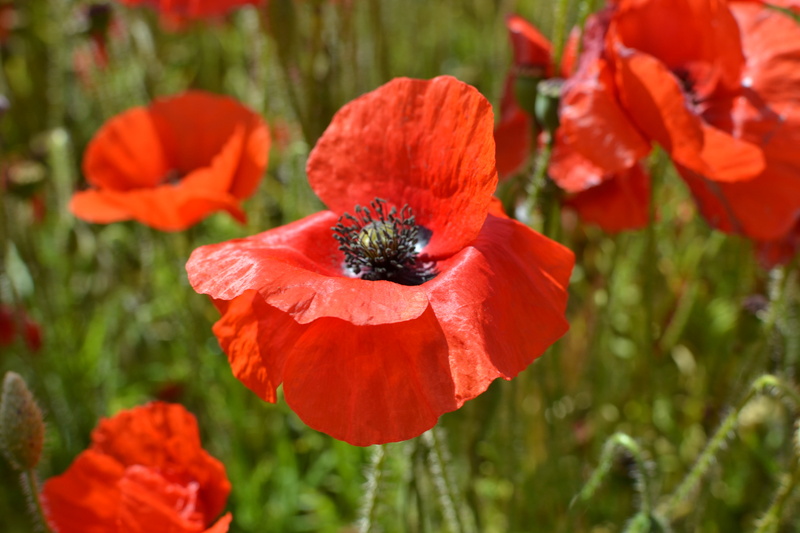 summer, Image, Grass  Green, poppy, Field, red, plant, nature, focused, Poppies, flower, photography, 4K, remembrance  day, petaled