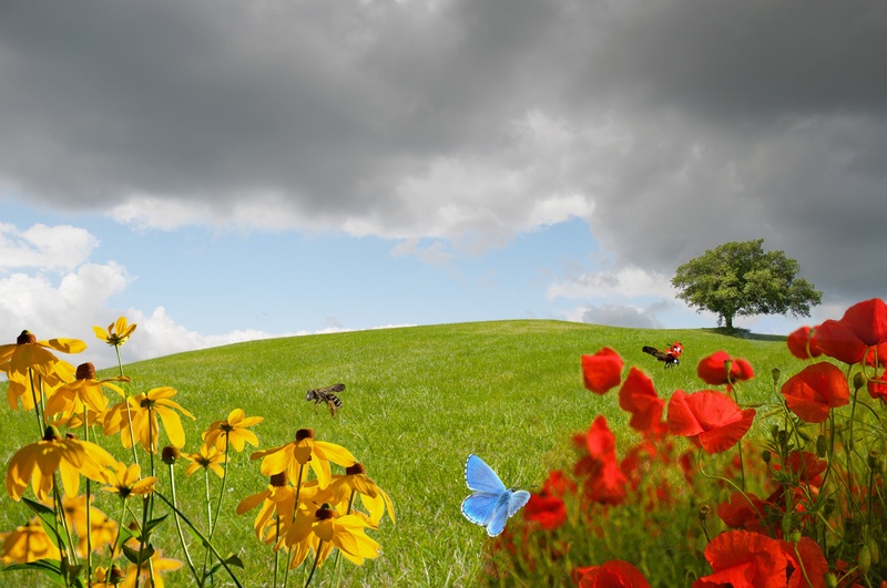 no people, spring, insect, grasses, mystical, cloud - sky, meadow, flowering plant, flower head, flower meadow, partly cloudy, plant, sunny yellow, fatasy