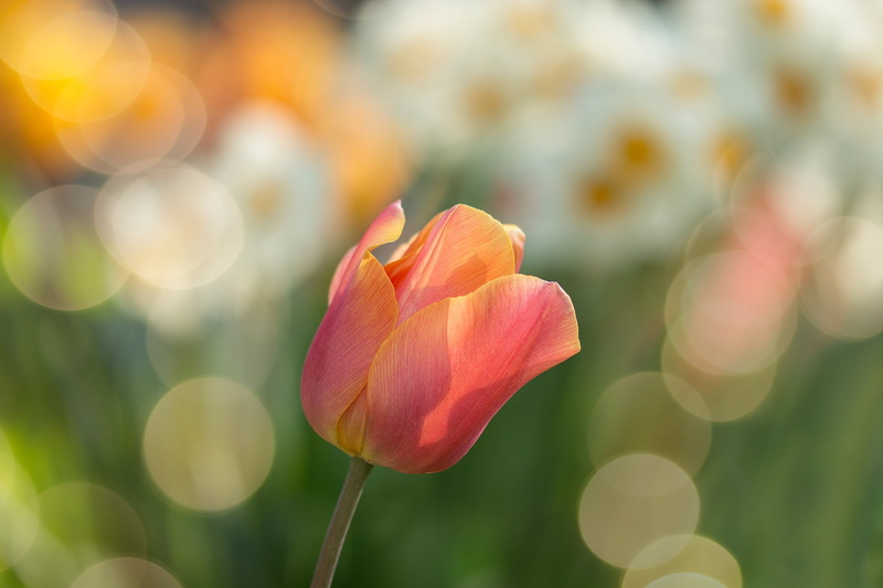 spring, background, schnittblume, vulnerability, petal, zwiebelpflanze, flowering plant, inflorescence, petaled, red tulip, freshness, flora, flower head