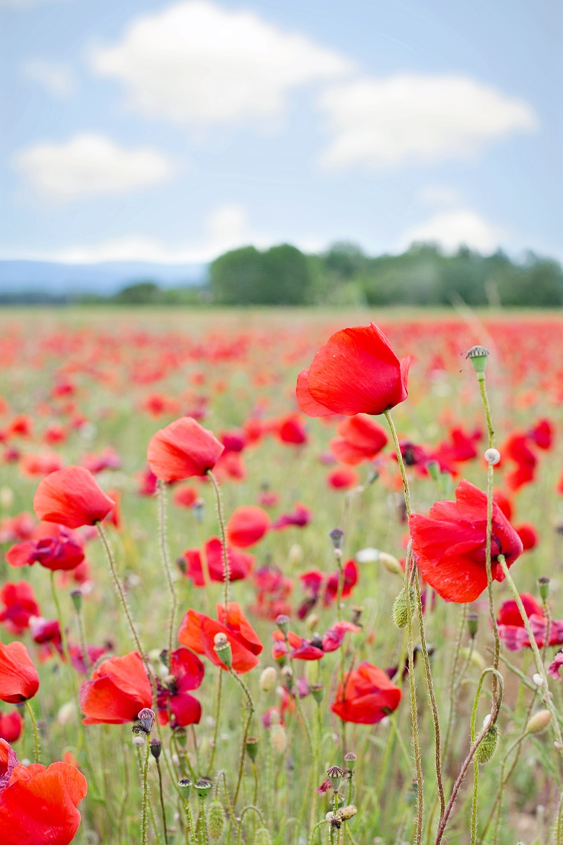 poppies, rural Scene, land, no People, meadow, vulnerability, close-up, outdoors, photography, fragility, inflorescence, nature, cloud - Sky, non-Urban Scene