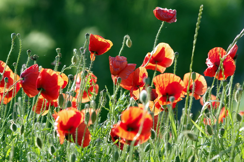 Poppies, the sun, springtime, land, meadow, flower head, the delicacy, uncultivated, Beasts, freshness, photography, no People, fields, field of poppies