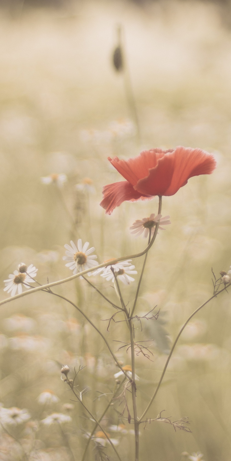 spring, plant stem, selective focus, freshness, flowering plant, nature, flower head, day, daisy, petal, sunrise, field, photography, london, sunset, growth