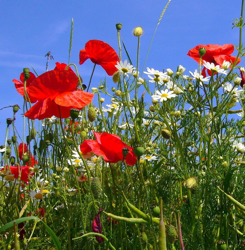 flowers, white, day, rural Scene, yellow, Poppies, blue, plant, focus, poppy, nature, plant stem, land, photography, poppy flower, beauty In Nature, landscape