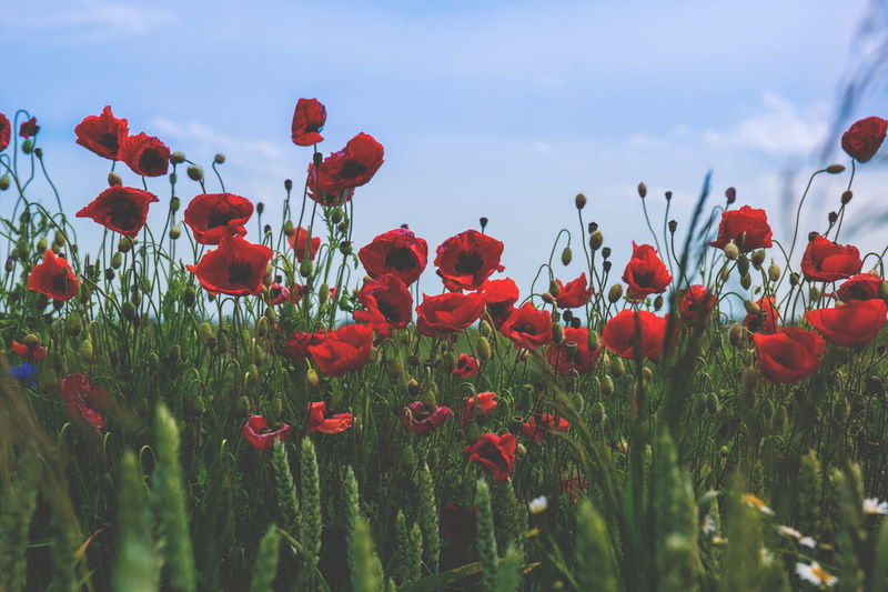 freshness, field, springtime, sky, growth, petal, flora, photography, meadow, inflorescence, season, plant, poppy, land, beauty In Nature, flower Head