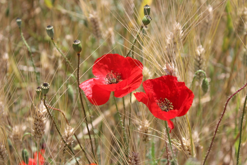 inflorescence, wheat, petal, land, day, flowering plant, close-up, yellow, focus on foreground, vulnerability, no people, growth, fields, campaign, poppies
