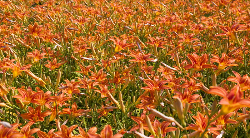 field, vulnerability, no people, photo, flower, green Color, full frame, fragility, summer, daytime, lily, grass, orange color, petal, plant, multi Colored