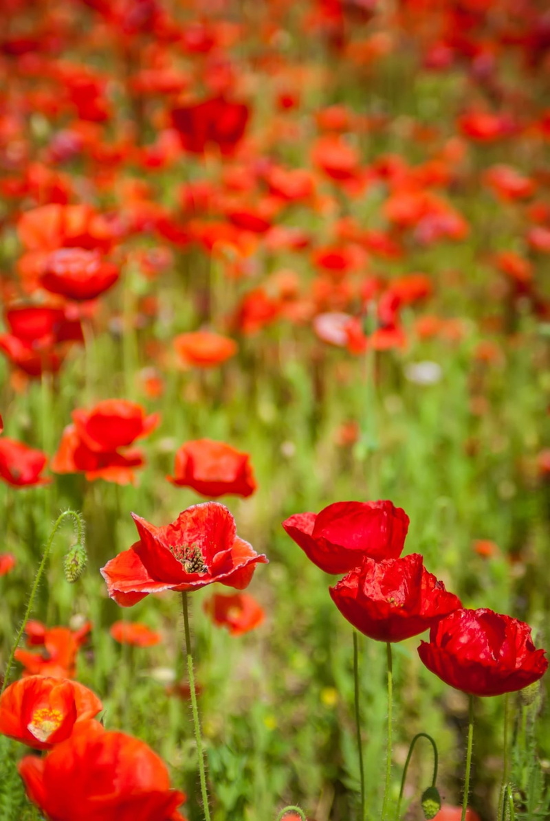 freshness, flowerbed, focus, 1080P, blossom, many, field, no people, beautiful, color, fragile, inflorescence, background, season, bloom, gardening, photography