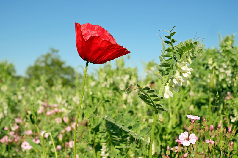 poppy flower, sky, land, photography, field, flower, flowering plant, vulnerability, focus, focus on foreground, ornamental plant, food plant, plant, day