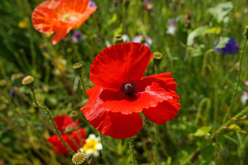 growth, flower Head, 5K, selective, focus, red, insect, day, poppy, Red Poppy, flowering plant, freshness, field, photography, inflorescence, grass, close