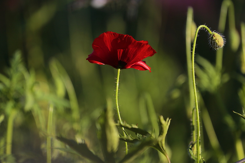 no people, flowering plant, garden flower, seeds, mack, bloom, yellow, outdoors, shallow, beauty in nature, growth, lovely, flower head, petals, petal