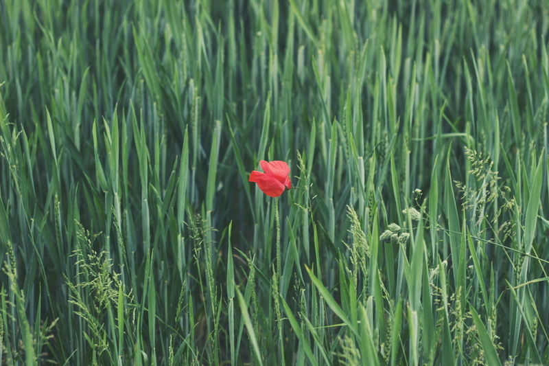 fragility, petaled, flowering plant, 5K, rose, petal, inflorescence, rural Scene, no people, season, summer, meadow, vulnerability, flower head, growth