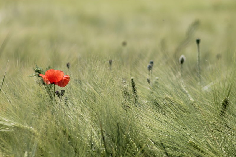 selective focus, flower head, cereal plant, plants, summer, springtime, outdoors, beauty In Nature, sunlight, daytime, non-Urban Scene, land, focus, wildflower