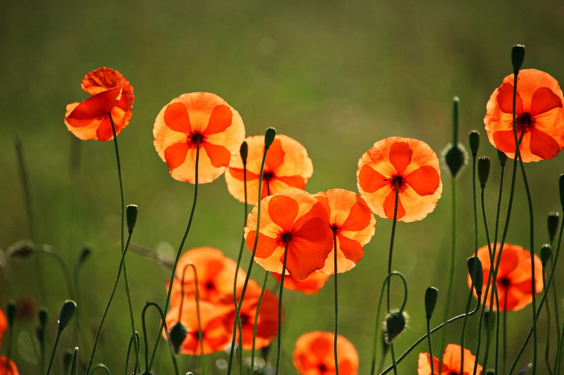flowering plant, mohngewaechs, beauty In Nature, field, inflorescence, spring, plant, freshness, growth, plant stem, orange color, focus on foreground