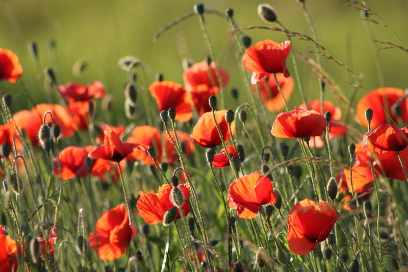 plant, closeup, beauty in nature, field, fragility, park, macro, red, no people, outdoors, 2K, blooms, flower, freshness, the sun, grass, photography