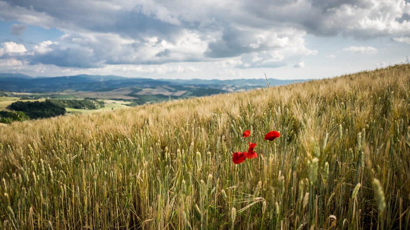 toscana, sun, Volterra, flower, Italy, field, plants, light, yellow, europe, green plants, flowers, cloudy, rural Scene, meadow, geotagged, fujifilm, Tuscany