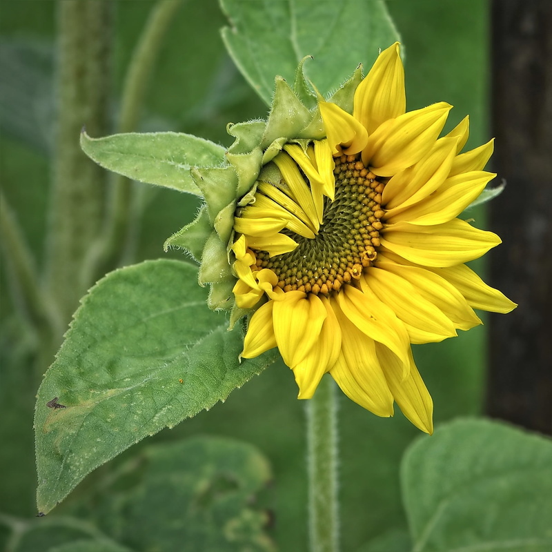 1080P, close-up, sepal, growth, yellow, inflorescence, beauty in nature, pollen, flower, focus on foreground, vulnerability, plant, no people, sun flower
