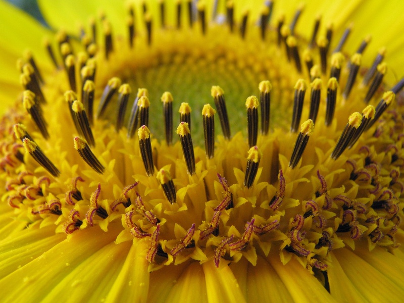 pollen, no people, blossom, helianthus annuus, detail, beauty in nature, sunflower, vulnerability, backgrounds, nature, focus on foreground, growth, flower head