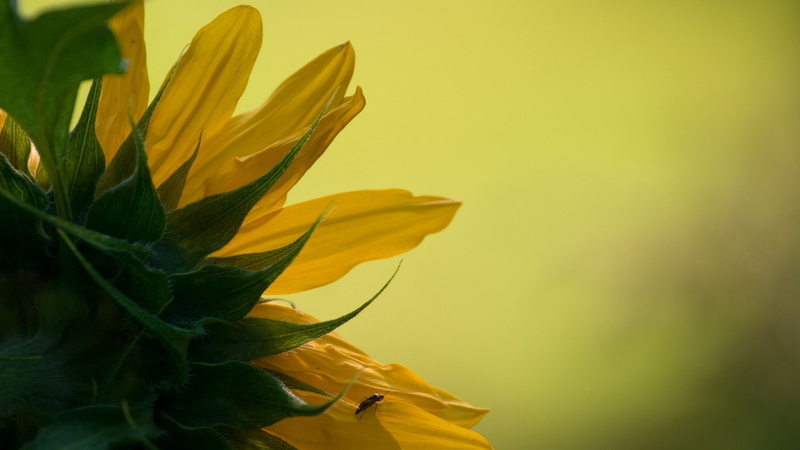 1080P, sunflowers, flowers, yellow flowers, nature