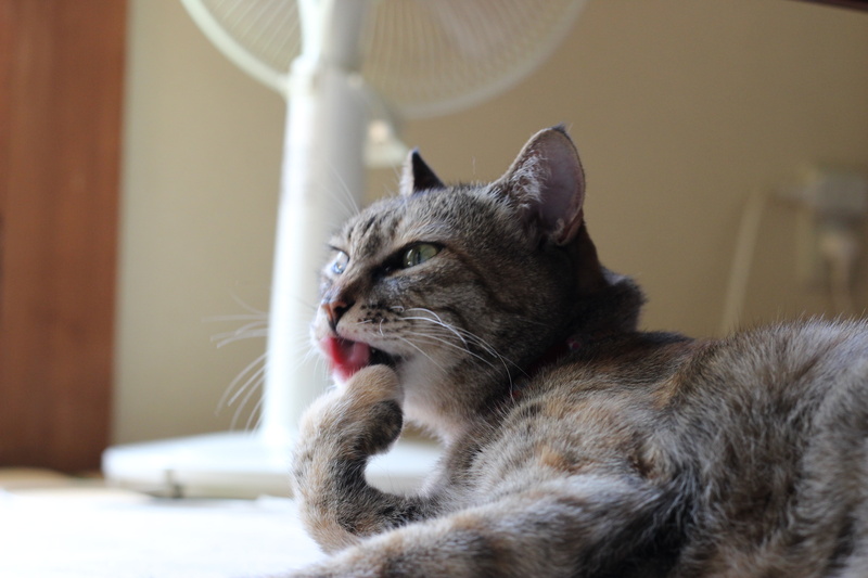 brown Tabby, Tabby cat, mammal, cute, domestic Cat, cat, 5K, pets, animal, brown, tabby