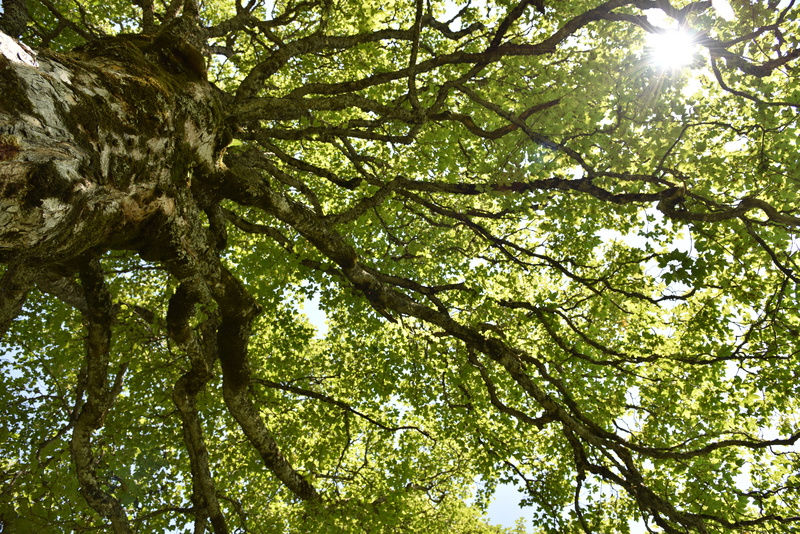 forest, crown, log, low angle view, branch, tree canopy, acer pseudoplatanus, sunlight, maple, full frame, beauty in nature, celtic tree horoscope, deciduous tree