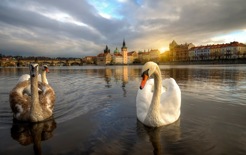 1080P, mute, swans, three, Prague, Czech Republic