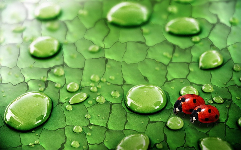 Drops, Water, Leaf, Dew, ladybugs, Ladybirds, 1080P, Insects, Green