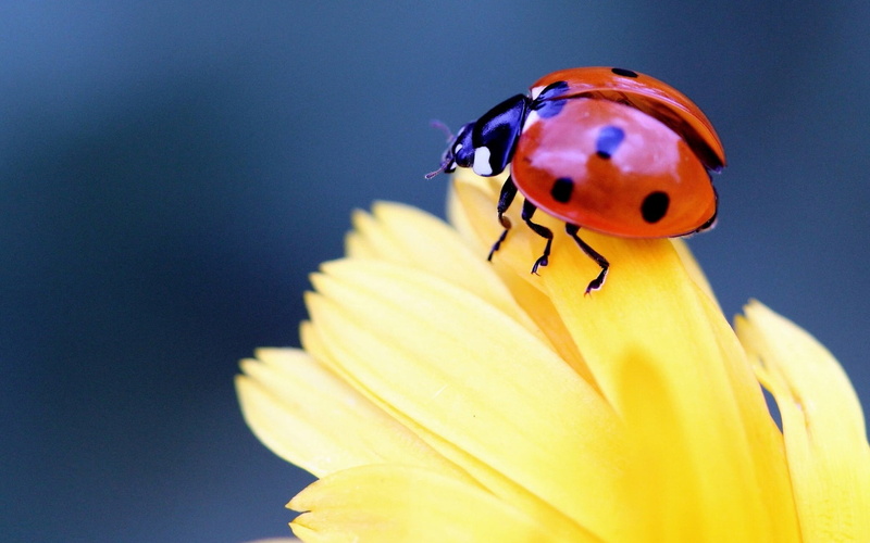 720P, spotted, single Flower, animal wing, no people, fragility, invertebrate, color Image, animals And Pets, animal themes, multi Colored, springtime