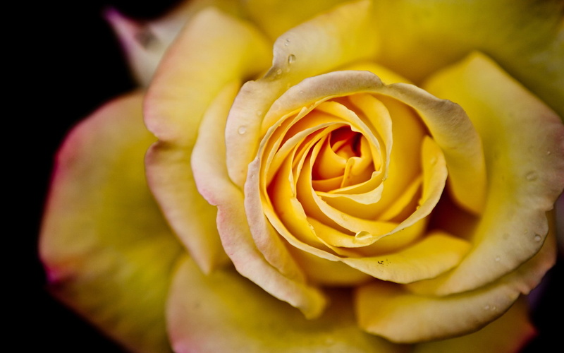 petal, no people, close-up, yellow roses, vulnerability, flowering plant, valentines day - holiday, growth, black background, freshness, inflorescence