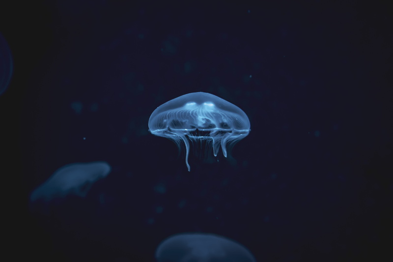 stinging, digital, blue, fish, sea, animals In The Wild, jellyfish, 5K, sealife, cnidarian, sea Life Centre, wildlife, animals And Pets
