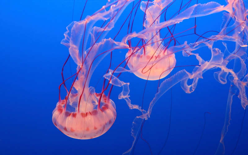 screen, sea, outdoors, no people, animal wildlife, group of animals, transparent, invertebrate, animal themes, sea life, underwater, wide, blue background