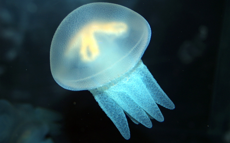 aquarium, one animal, cnidarian, outdoors, animal, poisonous, jellyfish, 2K, beauty in nature, fish, sea Life, blue, fish Tank, close-up, tentacle, black background