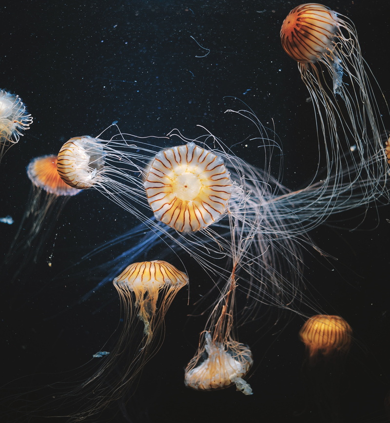 2K, tentacles, jellyfish, swimming, striped, underwater world