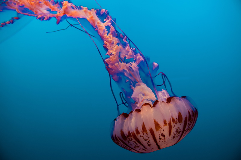 fish, brown, no people, orange, undersea, pink color, floating on water, water, jelly fish, blue, close-up, red, peaceful, blue background, invertebrate