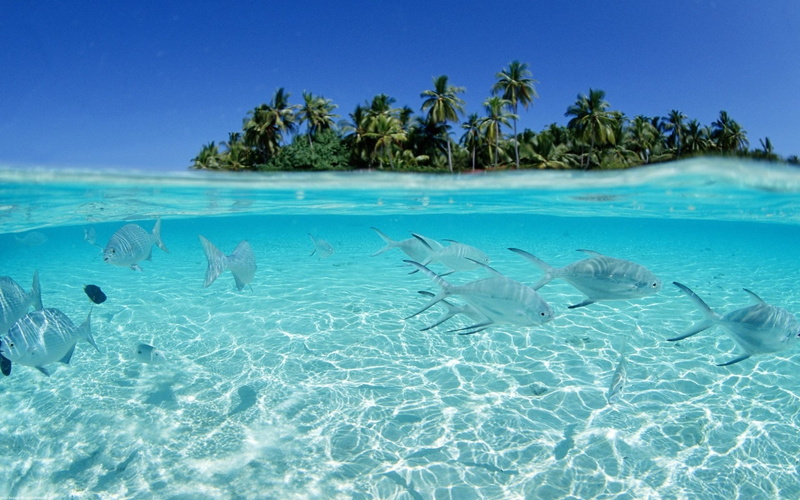 hd, fish, seascapes, ocean, x, beach, art, 1080P, animals