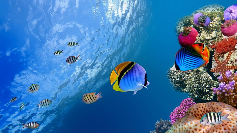 marine biology, coral, outdoors, sea life, water, no people, reef, animal, animal wildlife, animals in the wild, undersea, underwater, snorkeling, fish