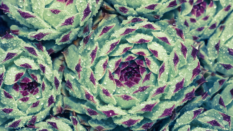 succulent plant, cactus, directly above, food, natural pattern, 1080P, dishrag, water, natural, texture, bright, backdrop, full frame, brain coral, nature