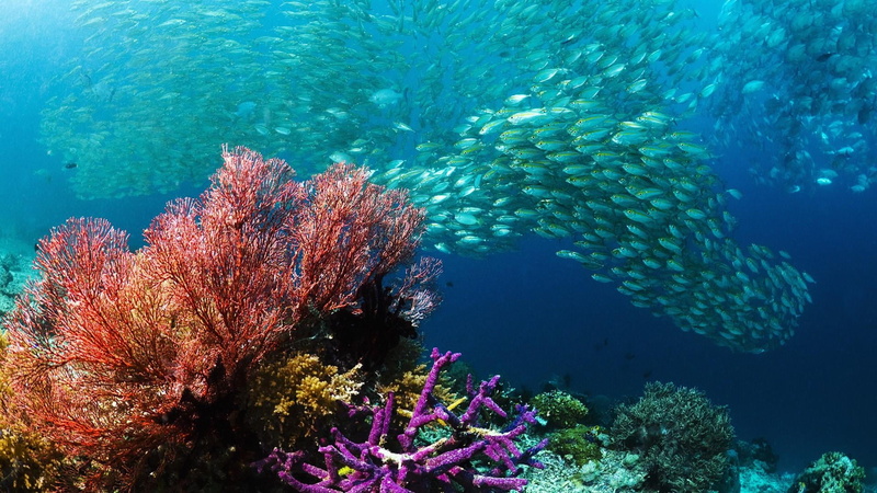 water, 1080P, coral, outdoors, school of fish, invertebrate, ecosystem, stony coral, large group of animals, animal themes, vertebrate, marine biology