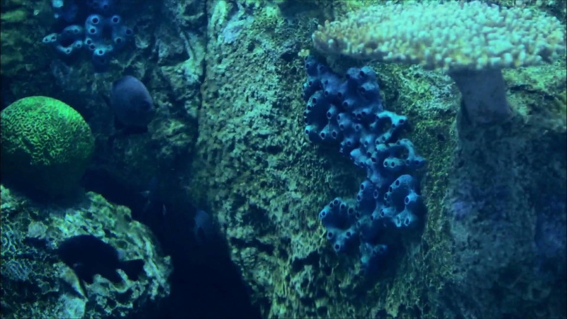 swimming, animal themes, coral reef, vertebrate, coral reef fish, underwater, stony coral, blue fish, reef, coral, 1080P, animals in the wild, water, animal