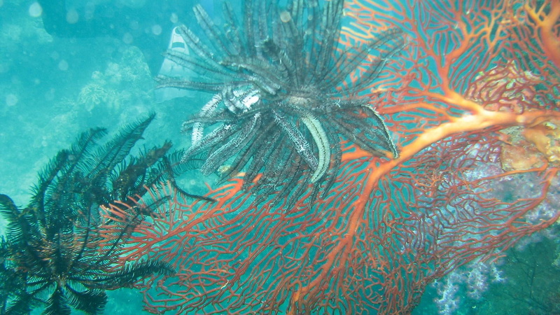 stony coral, animals in the wild, nature, 1080P, reef, close-up, marine, coral, coral reef, animal themes, sea life, invertebrate, water, undersea, seaweed
