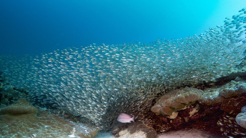 animal wildlife, invertebrate, undersea, coral reef, fish, swimming, no people, 1080P, sea life, australia, school of fish, marine, vertebrate, reef, lady elliot island