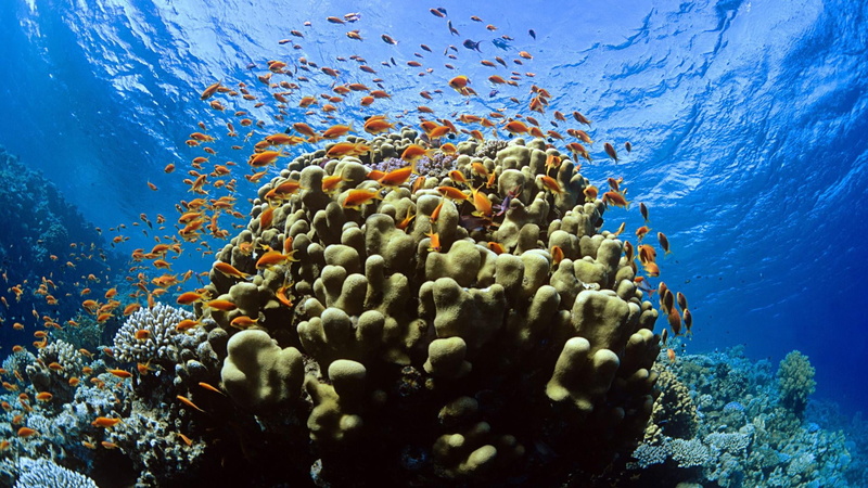 coral reef, animal themes, animal, water, ecosystem, reef, animal wildlife, fish, group of animals, marine, undersea, underwater diving, school of fish
