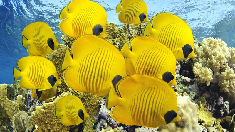 no people, nature, group of animals, animals in the wild, marine, yellow, undersea, animal, stony coral, beauty in nature, coral, sea, large group of animals
